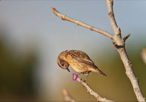 First week- European stonechat doloremque